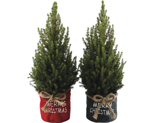 Suikerbroodspar in duozak FloraSelf H 60-70 cm D 17 cm