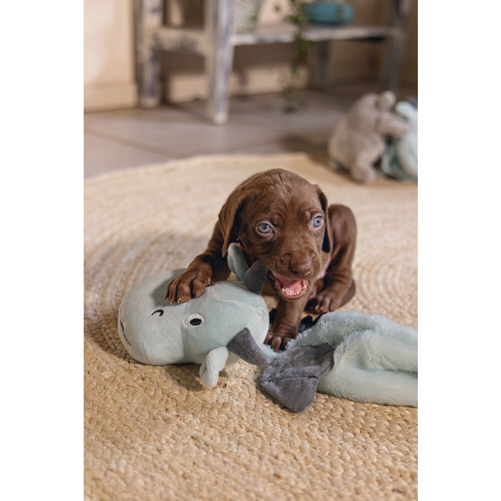 Beeztees Pup Flatino Draak Yi Groen