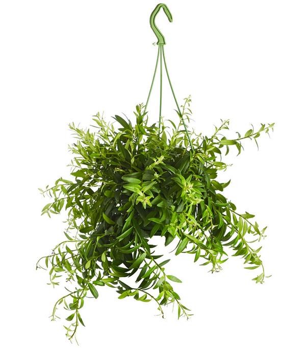 Schamblume - Aeschynanthus japhrolepis