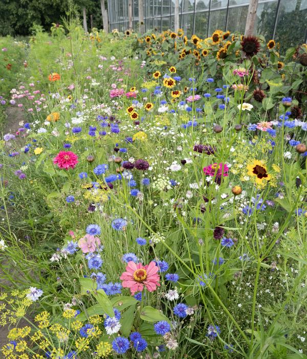 Dehner Saatband Blumenmischung 'Buntes