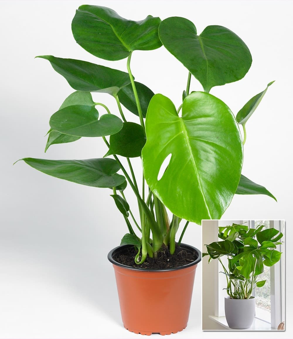 Monstera - Fensterblatt, ca. 30 cm hoch