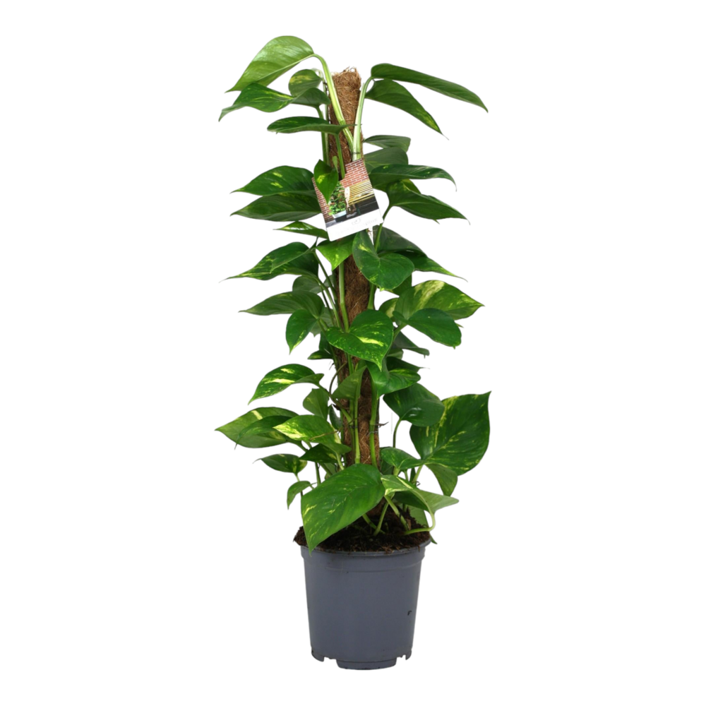 Plante d'intérieur - scindapsus epipremnum 80.0cm