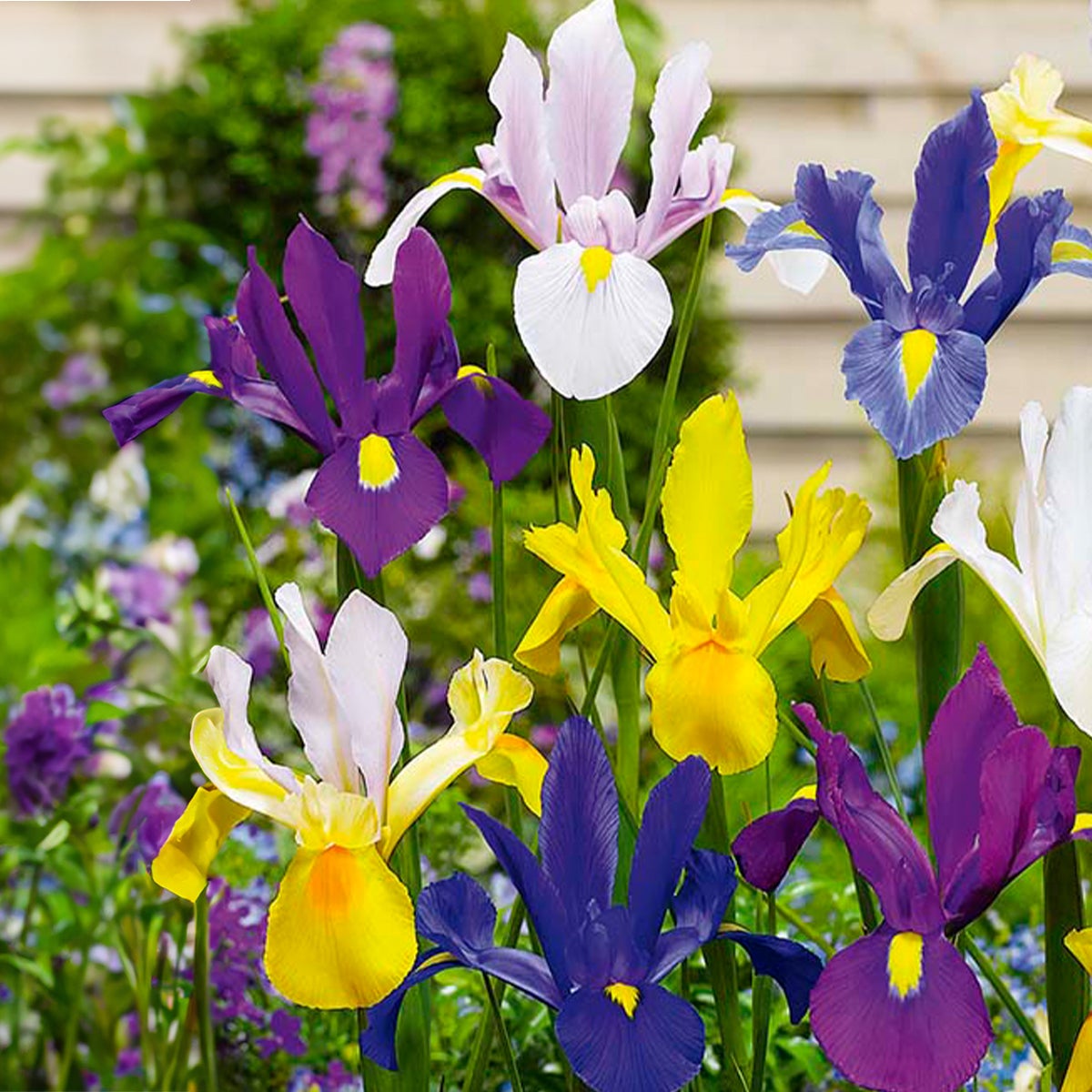Bloomique – Mix van 50 – Iris Hollandica – Hollandse Iris – Kleurenmix – Bloembollen – Voorjaarsbloeier – Vaste planten – Wordt 50–60 cm hoog