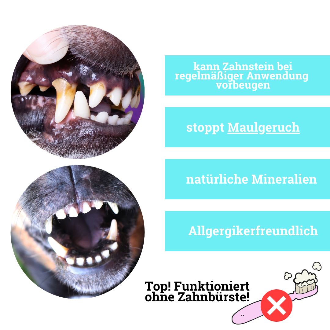 BeG Buddy Zahn weiß Pulver für Hunde zur Zahnreinigung, Zahnpflege Hund