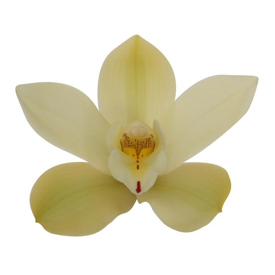 Orchidée CYMBIDIUM PADDY 3 TIGES D12 H60