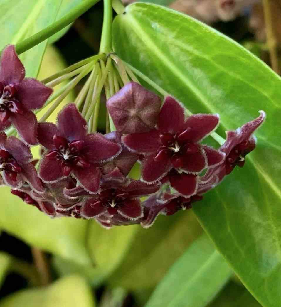Hoya globulifera (fleur de porcelaine, fleur de cire) taille pot de 2 litres - 20/40 cm - violet