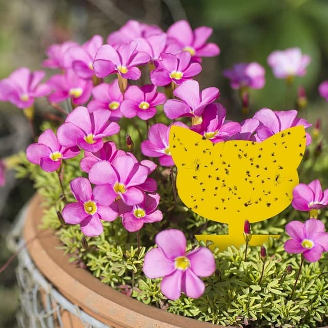 Sticky fælde til skadedyr på stueplanter 60-pak Gul
