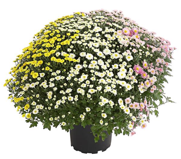 Herbst Chrysanthemen-Trio
