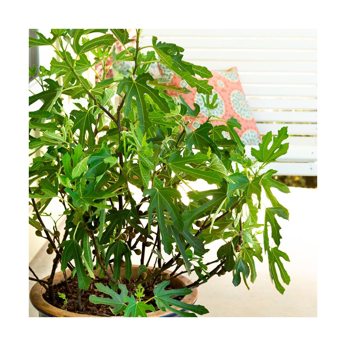 Figuier nain little miss figgy/ficus carica little miss figgy[-]pot de 7,5l - 40/60 cm