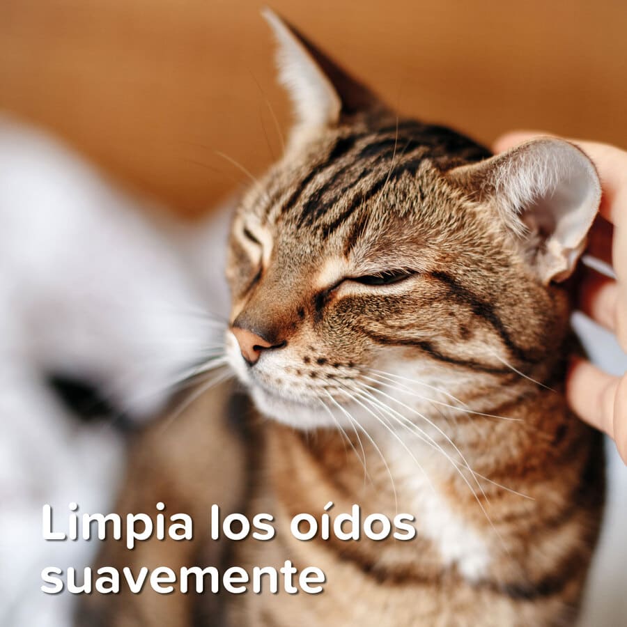 Limpador de ouvidos Beaphar para cães e gatos