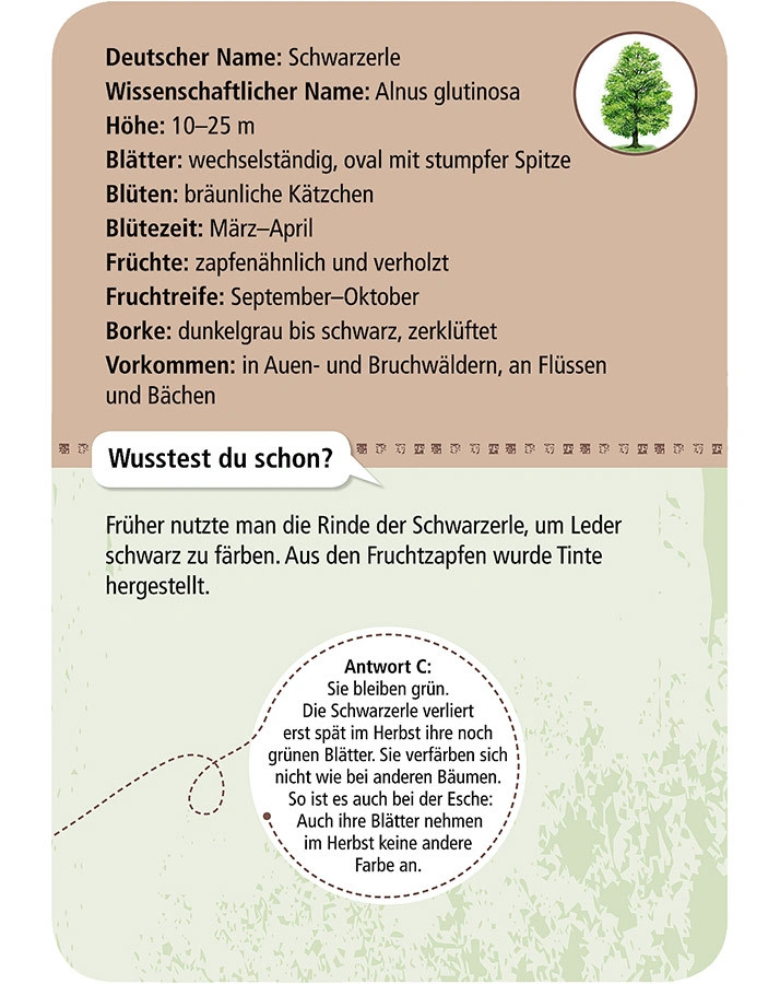 Kartenset - 50 HEIMISCHE BÄUME – entdecken & bestimmen