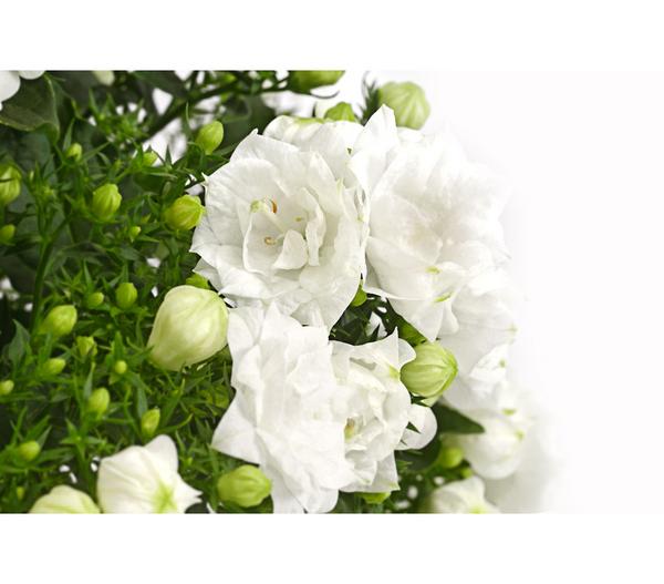 Glockenblume - Campanula haylodgensis 'White