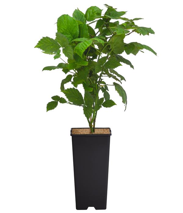 Brombeere 'Montblanc®'