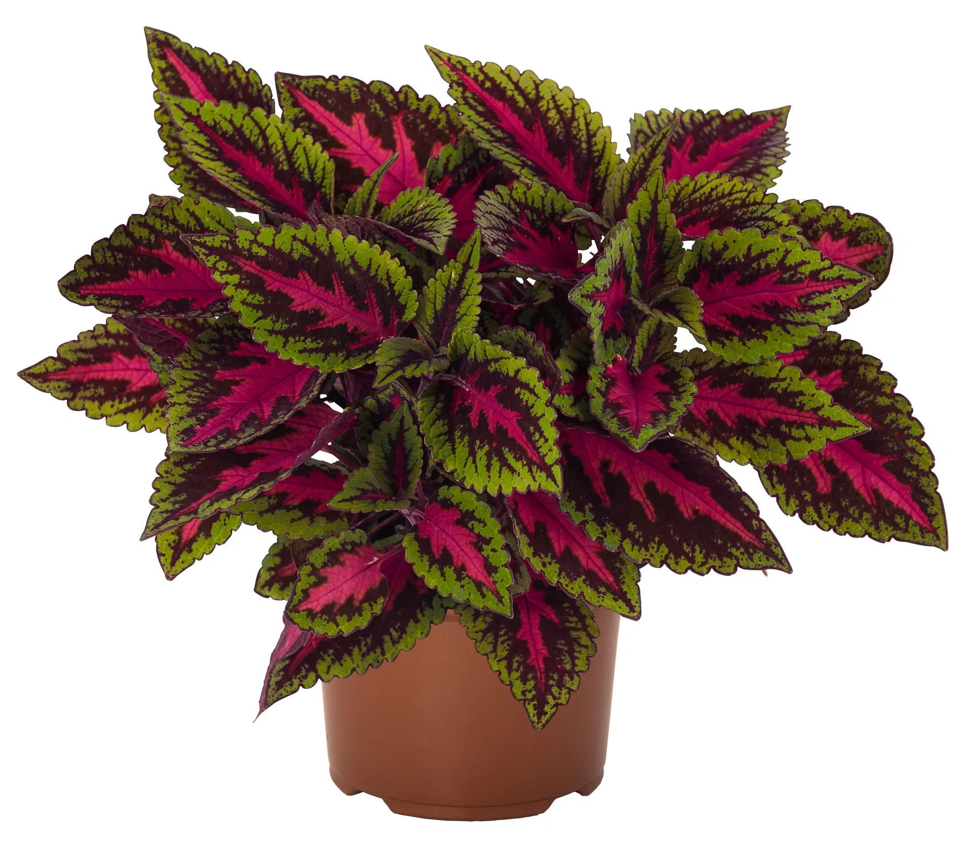Plectranthus 'Ruby Road' Praktspragle 'Ruby Road' Ø12 cm