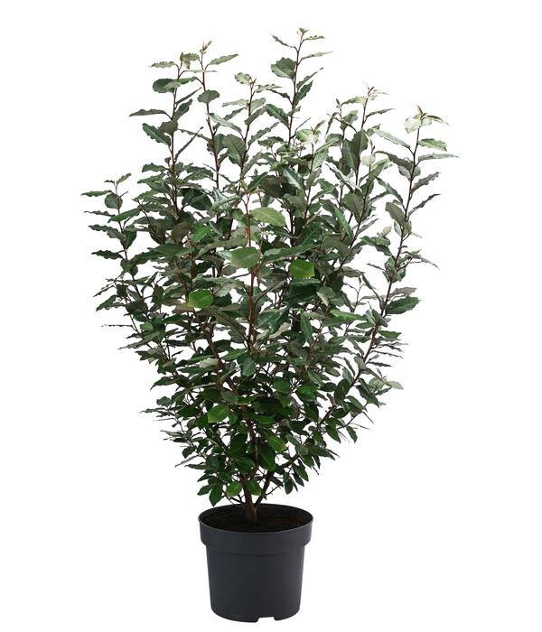 Wintergrüne Ölweide 'Compacta'