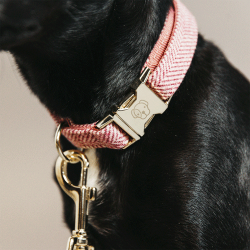 Kentucky Dogwear Hondenhalsband Wool