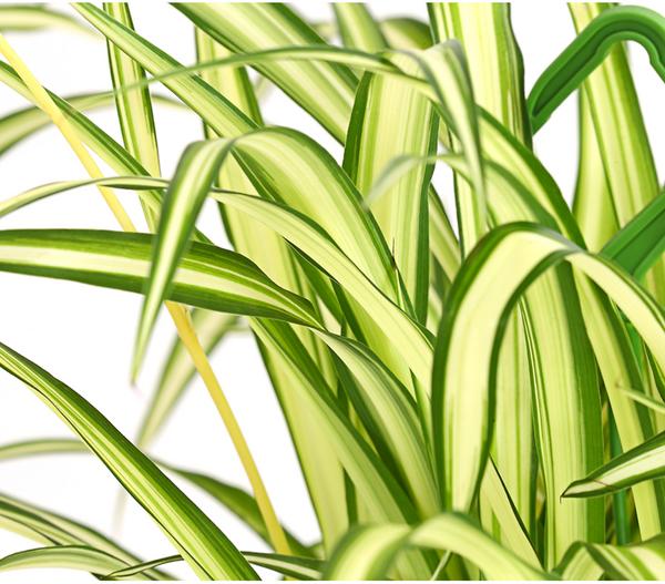 Grünlilie - Chlorophytum comosum, Ampel