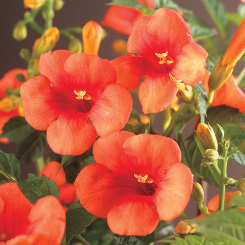Trompetbloem (Campsis x tagliabuana 'Madame Galen') D 16 H 75 cm