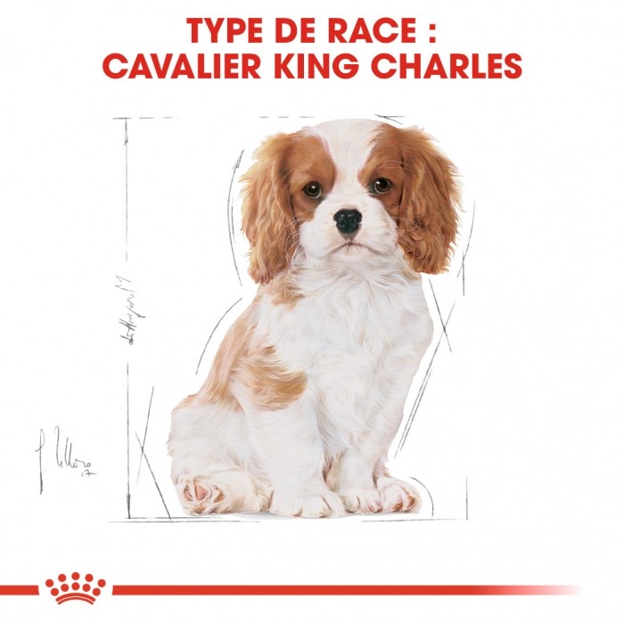 Royal Canin Cavalier King Charles Puppy - Croquettes pour chiot