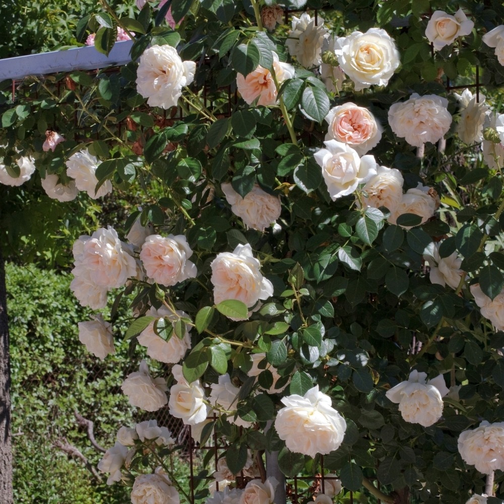 Rosier grimpant mon jardin & ma maison ® meichavrin le pot de 3l