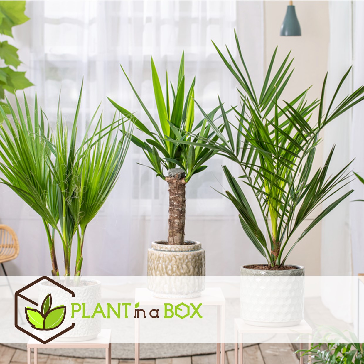 Mélange de palmiers d'intérieur - mélange de 3 - washingtonia - yucca - phoenix