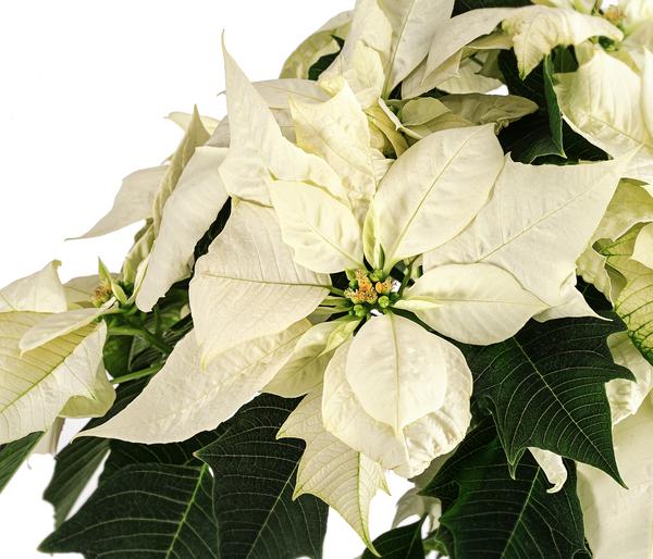 Weihnachtsstern - Euphorbia pulcherrima,
