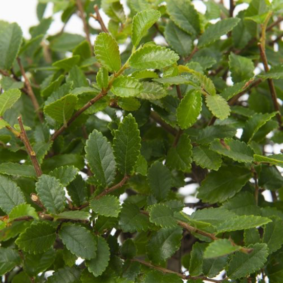 Bonsai Zelkova
