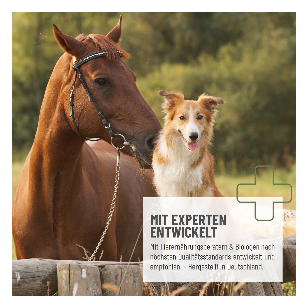 REAVET Wormwood Mix Pulver für Pferde 50g