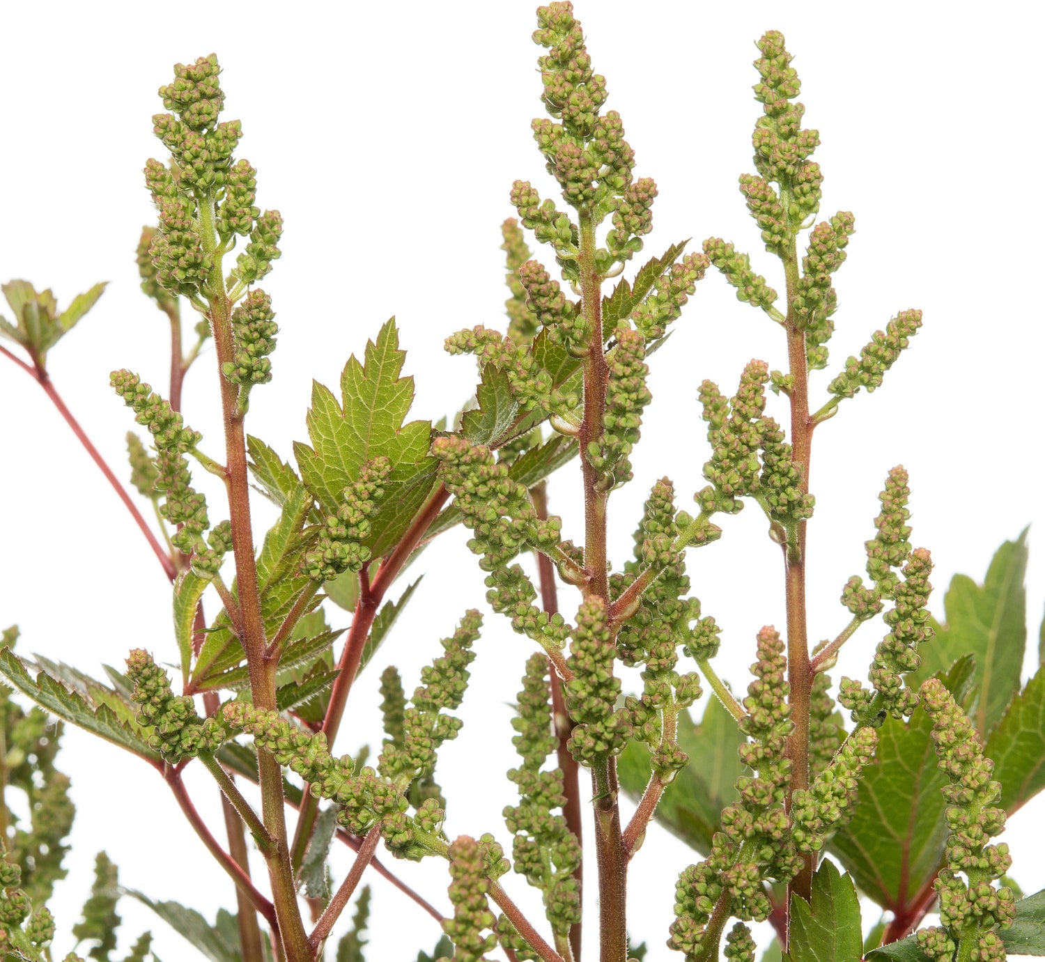 Pluimspirea (Astilbe 'Younique') wit D 23 H 30 cm