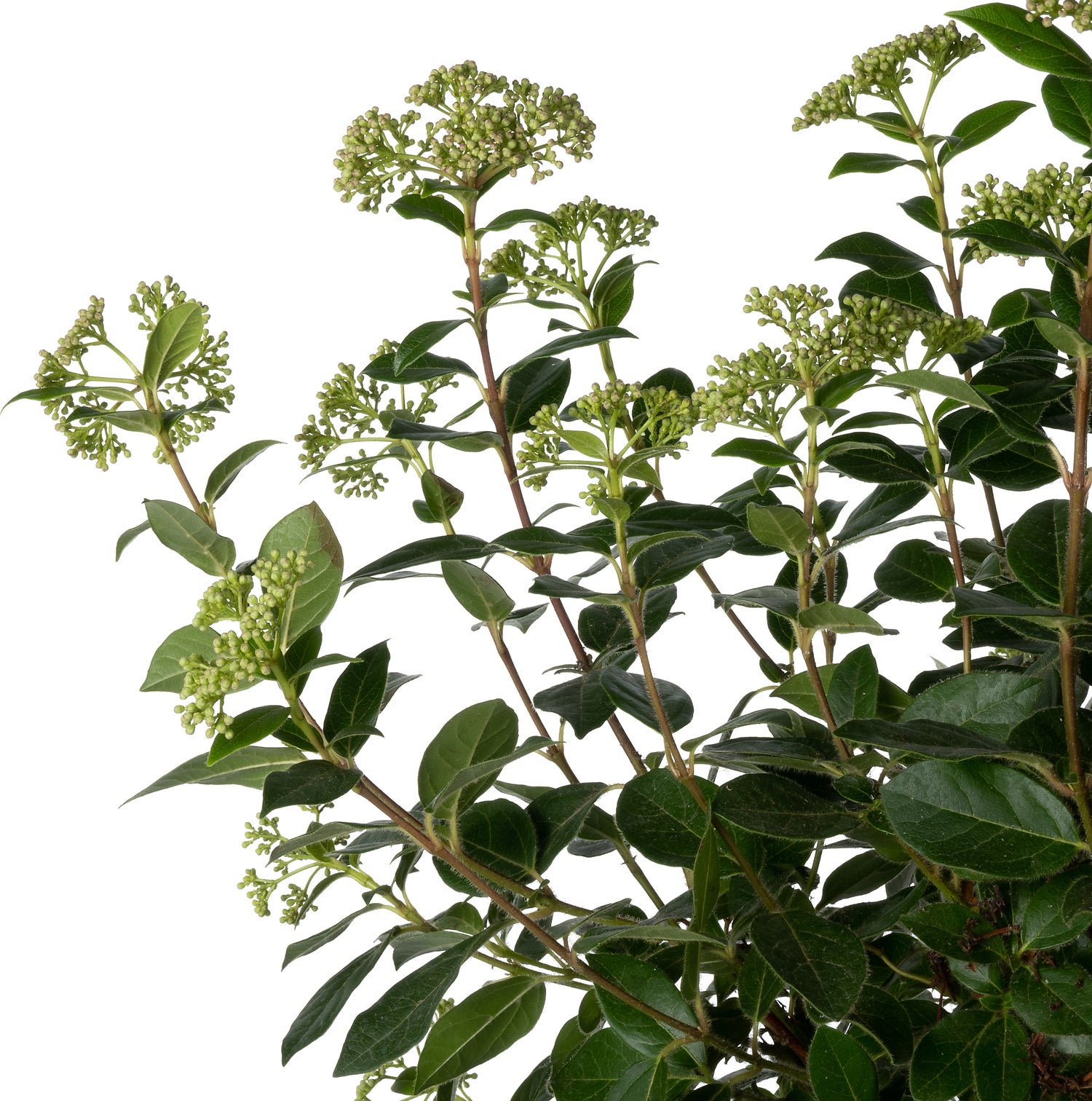 Sneeuwbal (Viburnum tinus ) D 32 H 140 cm