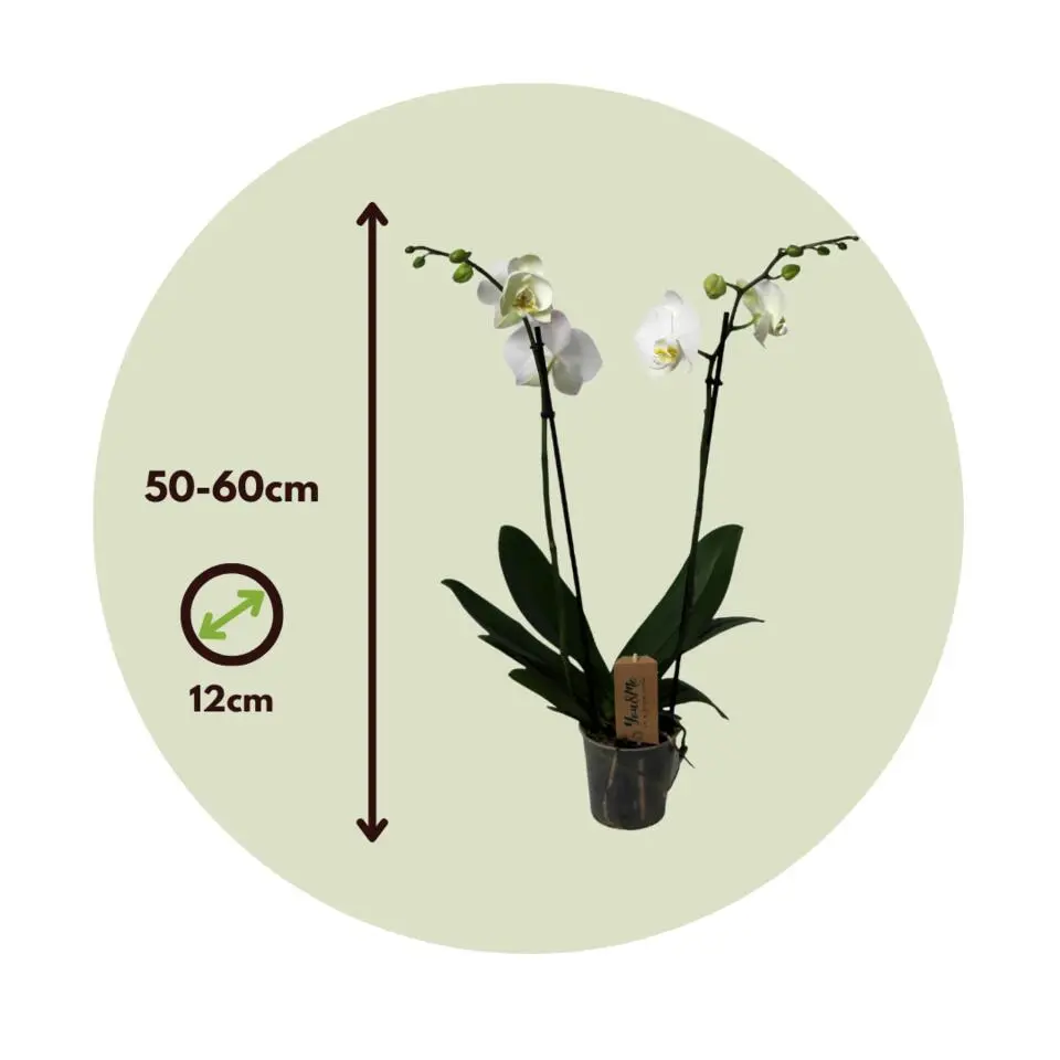 Orchidee - Phalaenopsis - Hoogte 50-60cm - ⌀12cm