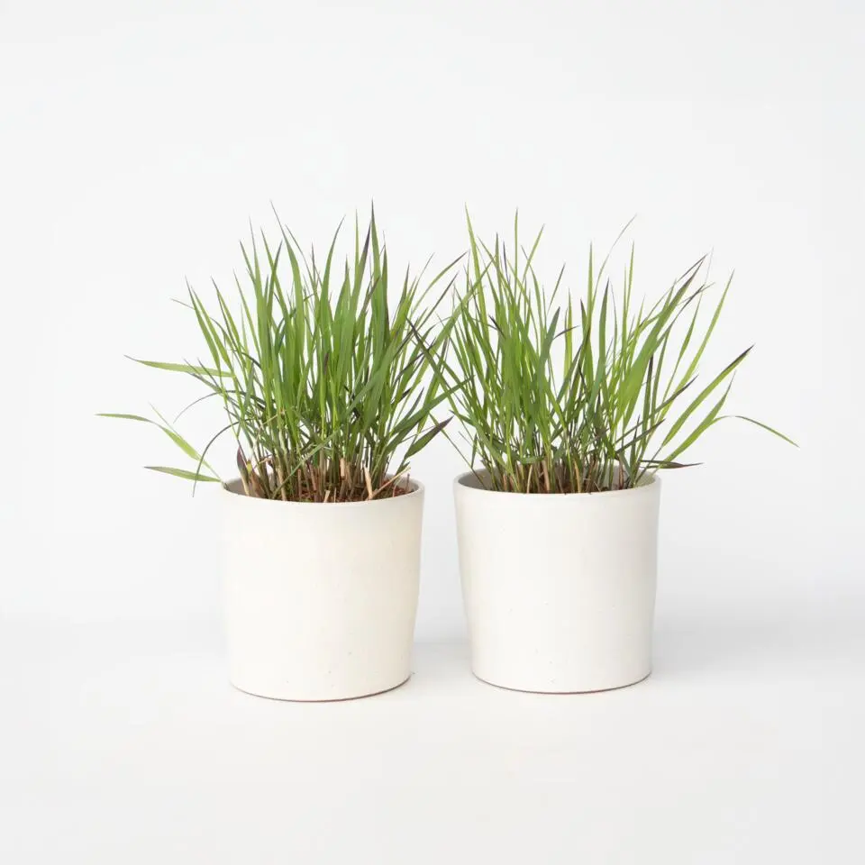 Vingergras - 2 stuks - Panicum Virgatum 'Squaw' - Hoogte 40-60cm - ⌀23cm