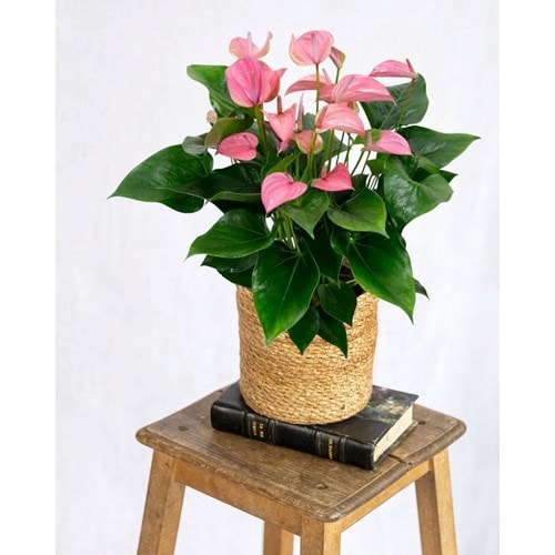 Anthurium rose poudré