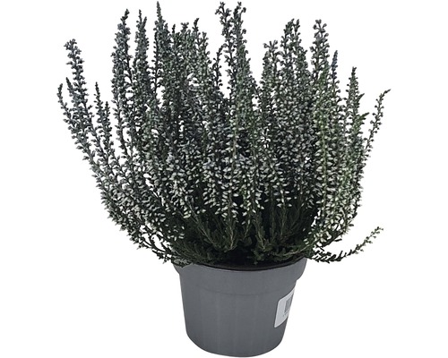 Heide (Calluna vulgaris) in gekleurde potten, Ø 10 cm