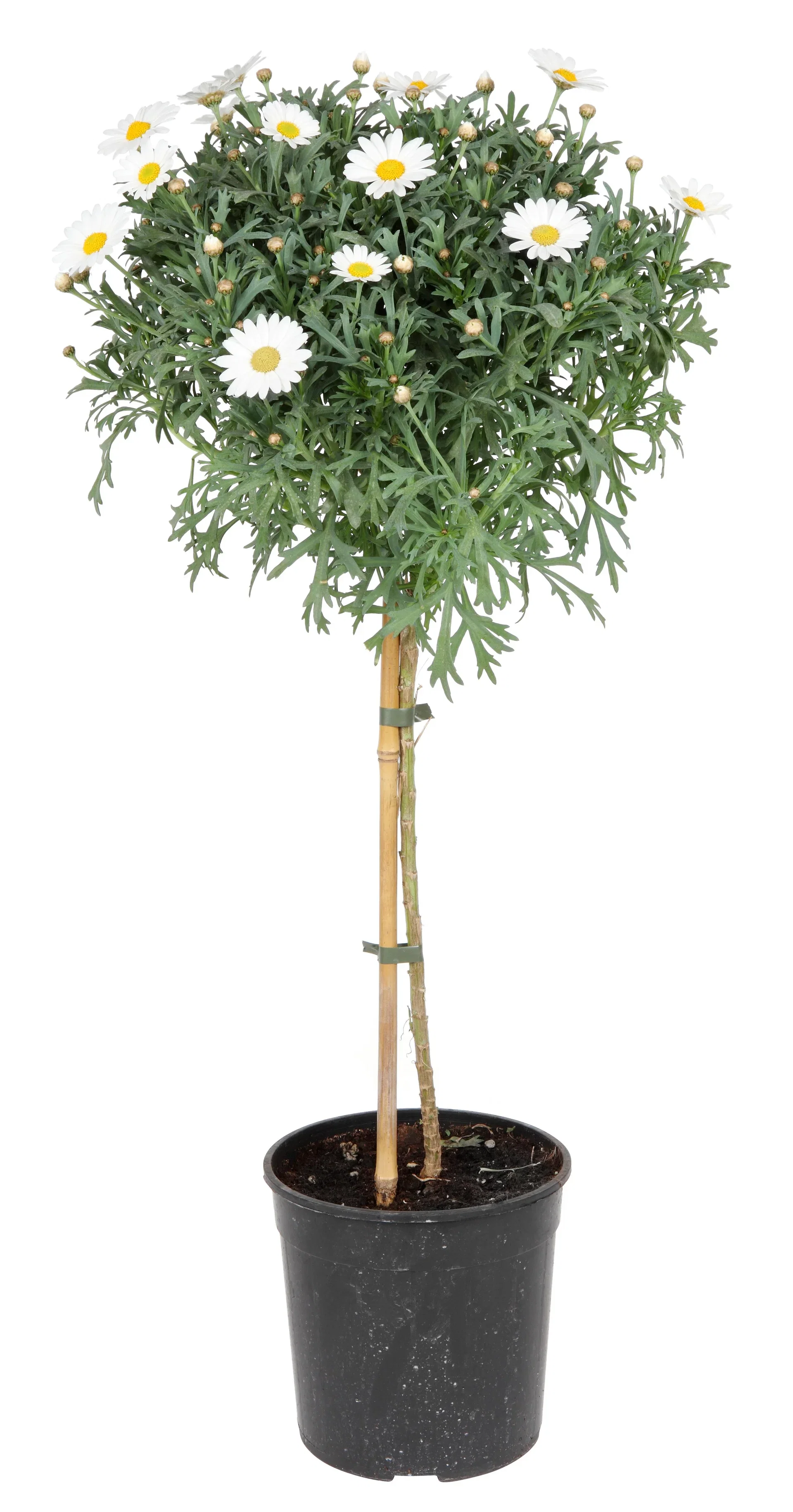 Argyranthemum stem White 19 cm Margeritt oppstammet Ø19 cm