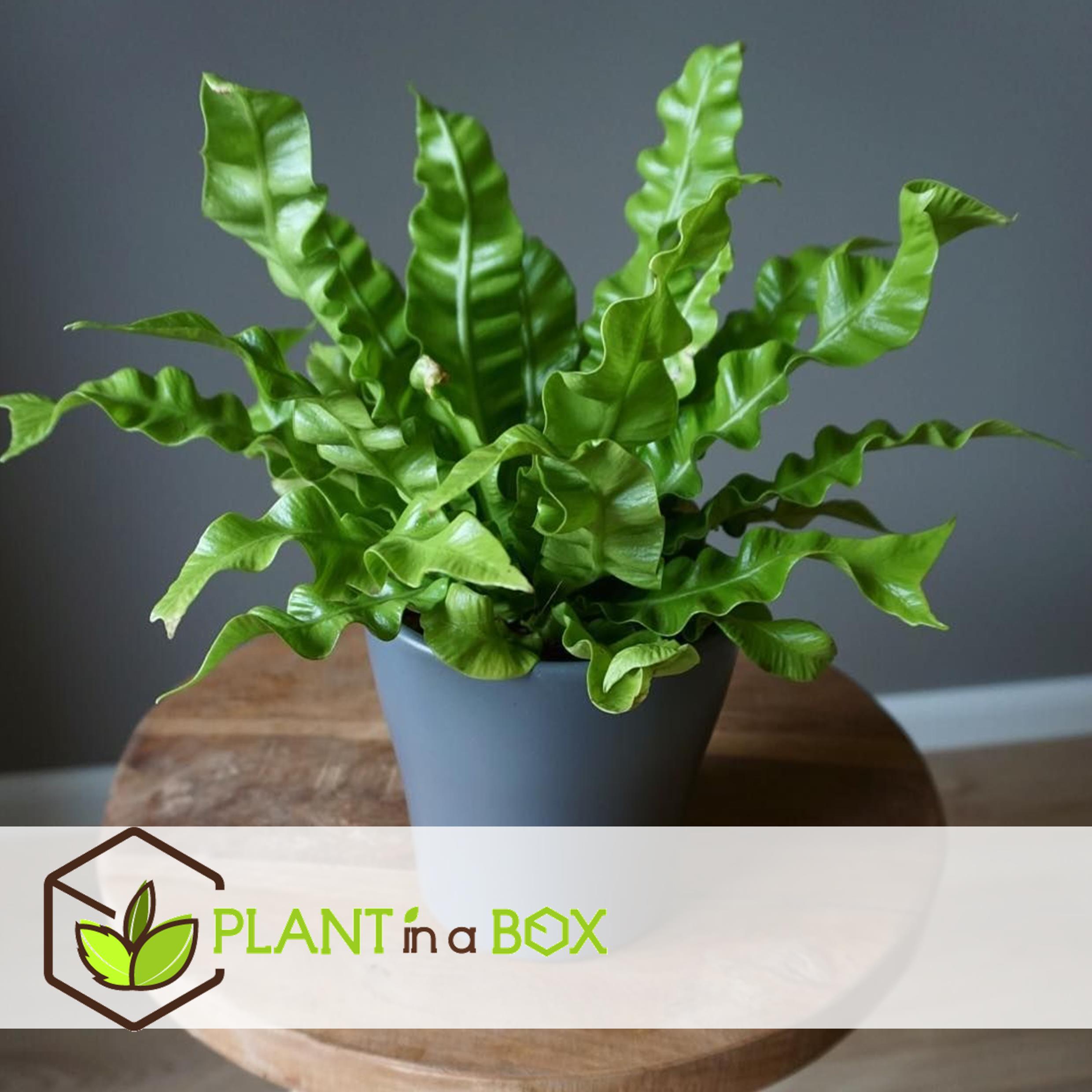 Plantes d'intérieur purificatrices d'air - mix de 5 - pot 12cm - hauteur 25-40cm