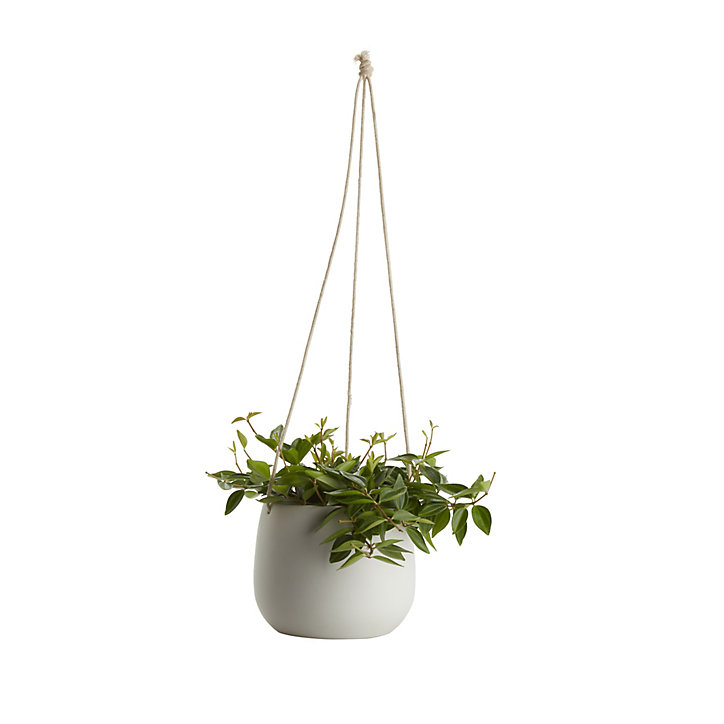 Peperomia, pot en céramique suspendu, 13cm