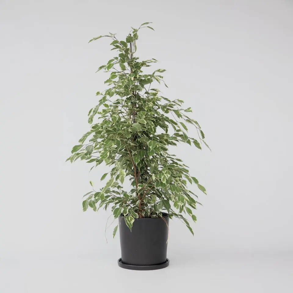 Treurvijg - Ficus Benjamina 'Twilight' - Hoogte 100-110cm - ⌀21cm