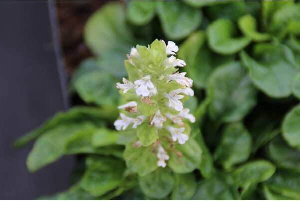 Zenegroen (Ajuga reptans 'Alba') D 9 H 10 cm