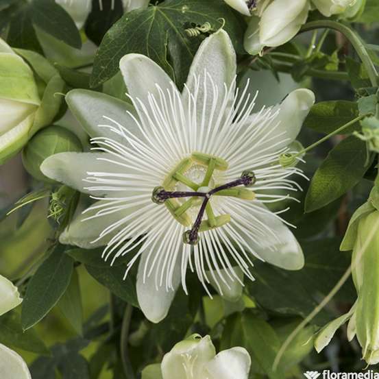Passiflora caerulea H90/120cm : pot 3L