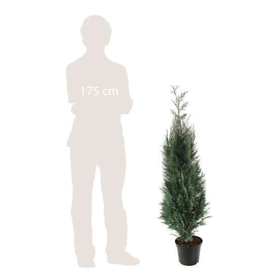 Chamaecyparis Lawsoniana Columnaris : H.100/125 cm pot 10L