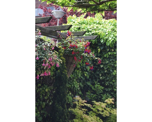 Fuchsia Hangmand FloraSelf Fuchsia Cultivars Ø 21 cm Pot Willekeurige Soortselectie