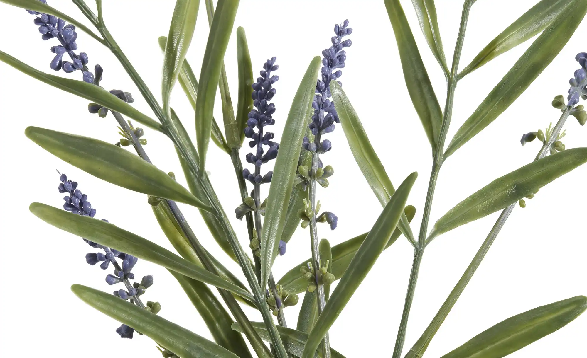 Lavendelzweig