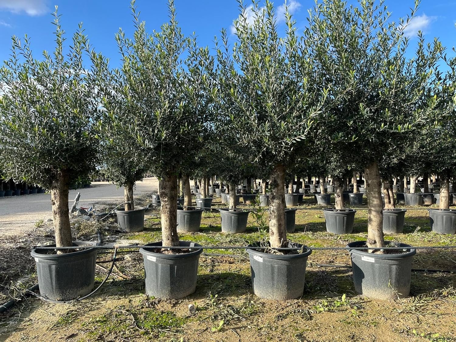 Sunny Tree - Olivenbaum - Olea Europaea - 45 Jahre, 200 cm, A+ Qualität, winterhart bis -18, Fruchttragend,