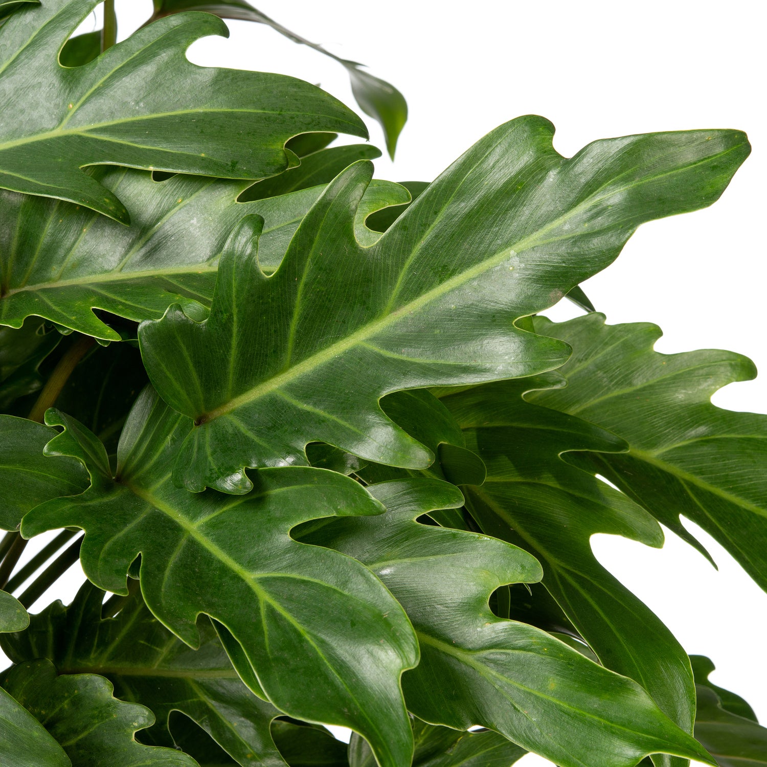 Philodendron (Philodendron 'Xanadu') D 21 H 65 cm