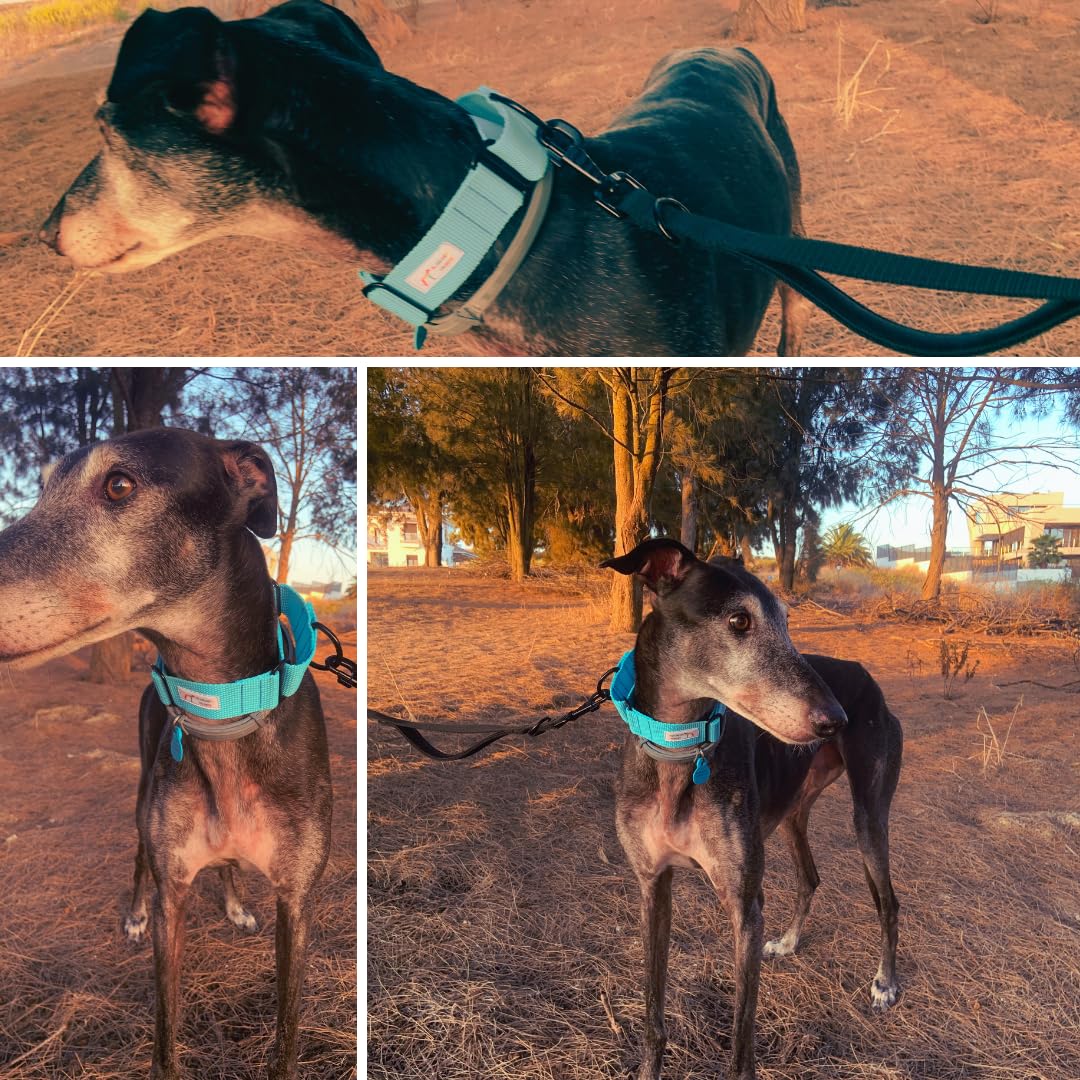 EGV - Coleira Martingale. Coleira artesanal para galgo, fabricada na Espanha (Azul)