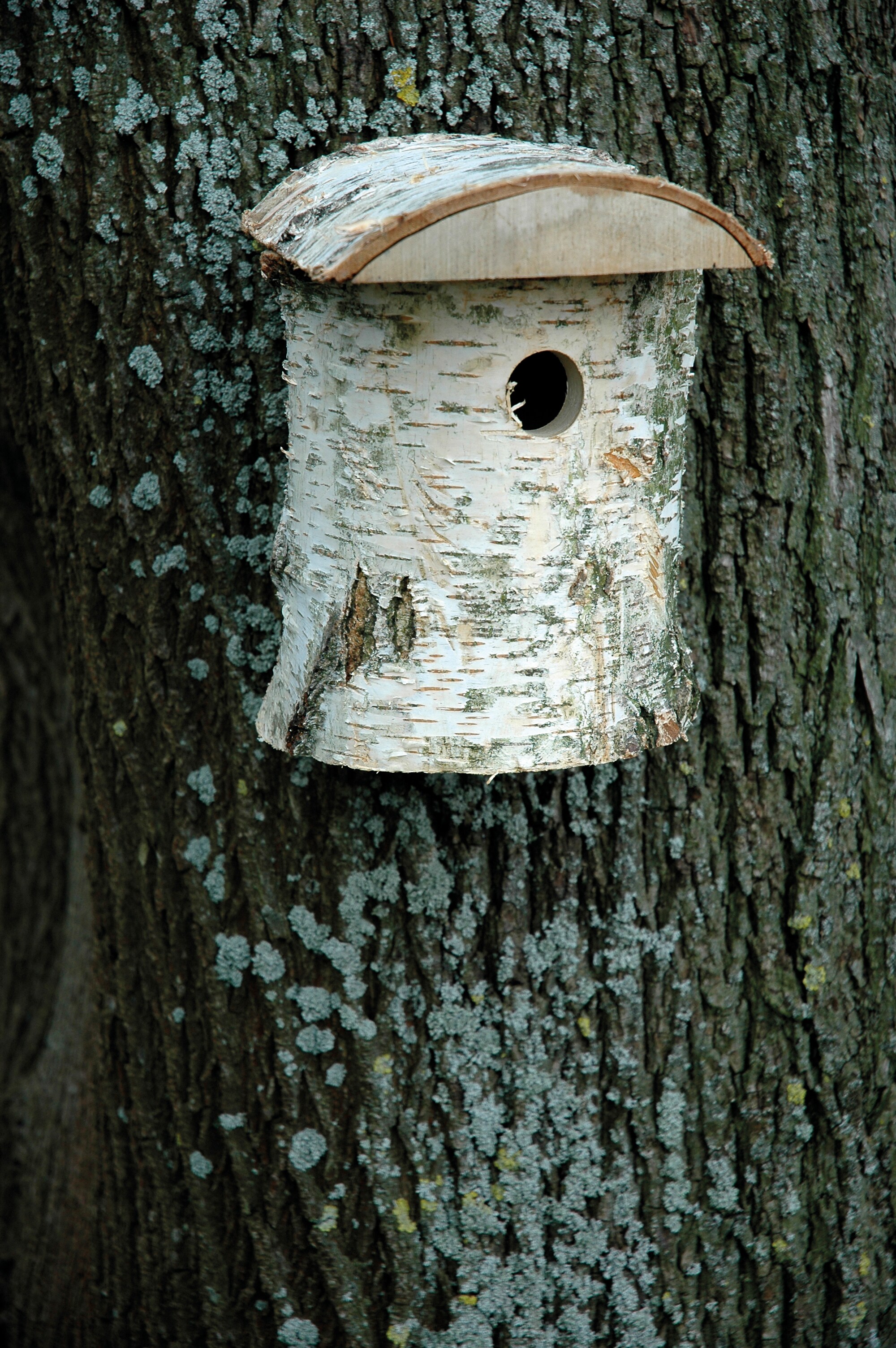 Naturbelassener Birkenholz-Nistkasten, Nisthilfe für Wildvögel, Loch Ø 32 mm, 14 x 14 x 22 cm, Birke