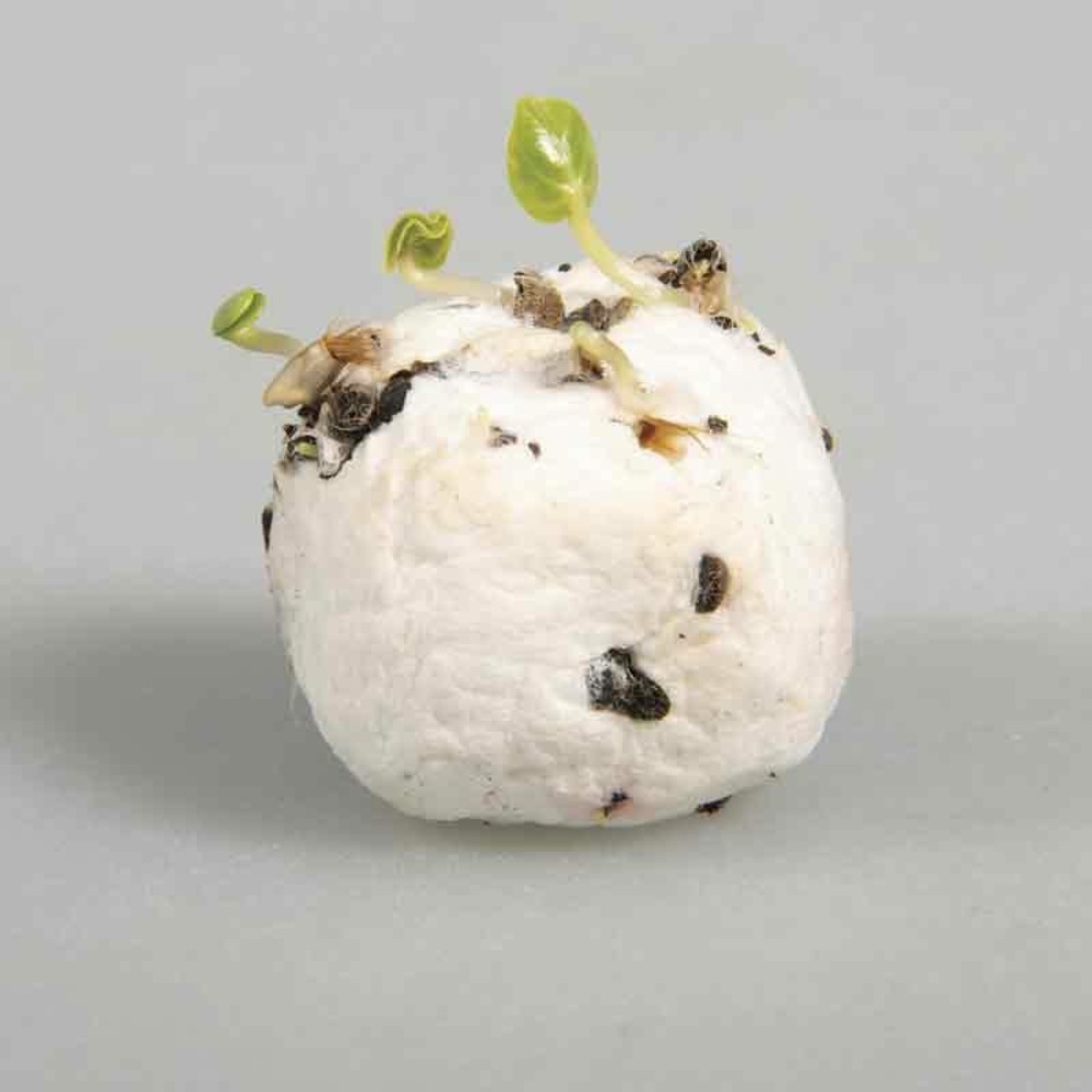 Kit diy bombes de graines et fleurs - abeilles et papillons