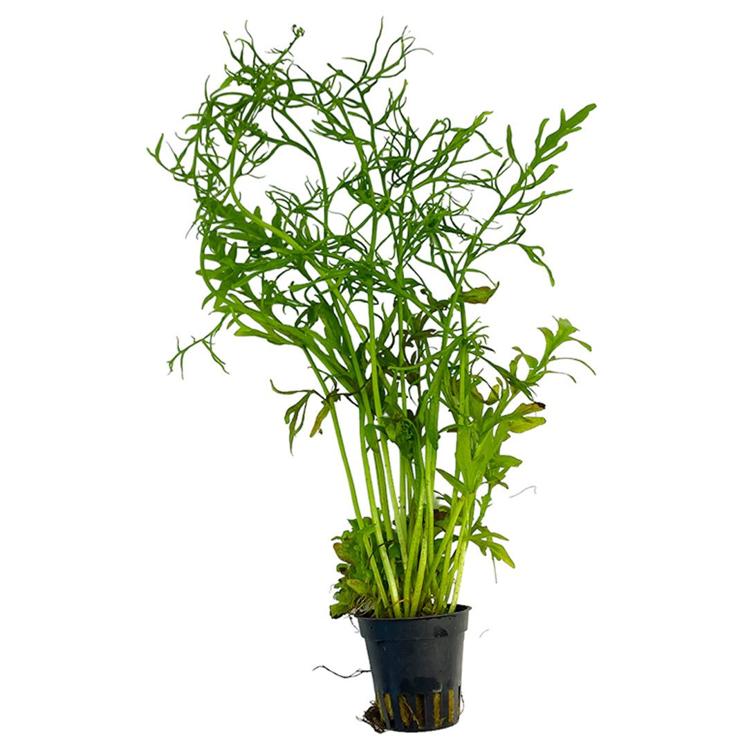 Waterplant Ceratopteris Thalictroides | Aquariumplant