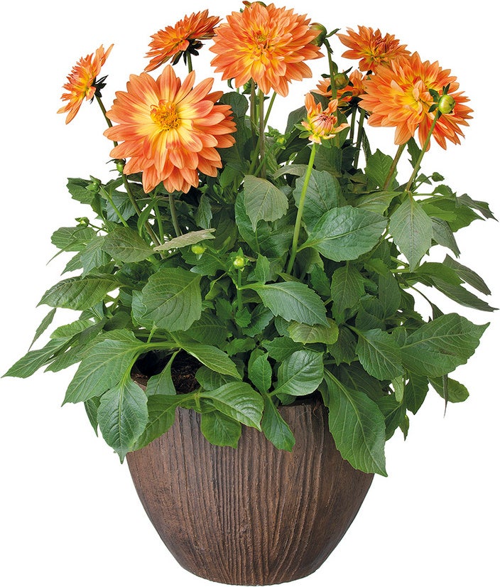 Dahlia mix (Dahlia) D 23 H 45 cm